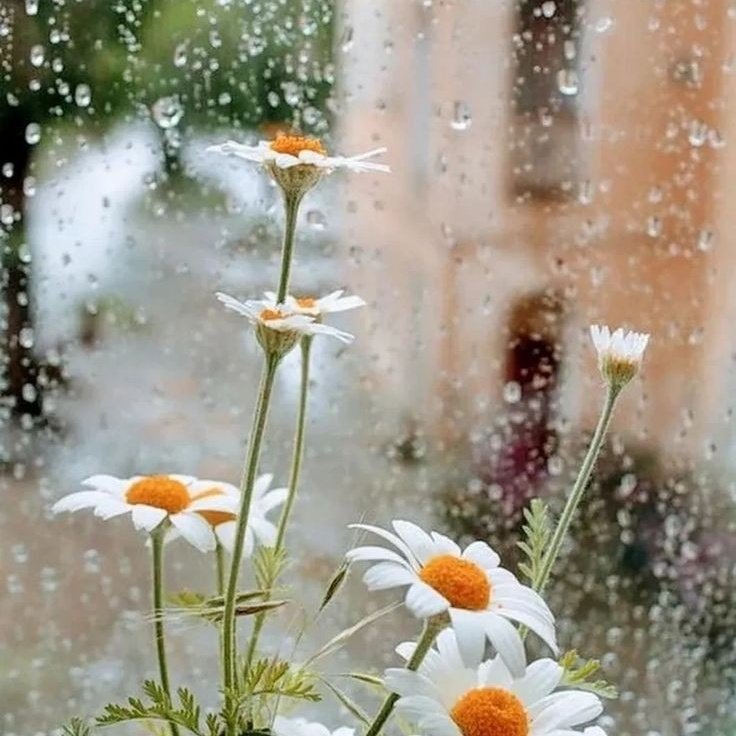 나는 온 힘을 다해 천천히 걷겠다. 
소처럼 뚜벅뚜벅느린 걸음으로 
당신에게 가겠다. 

그러니 좀 더디더라도 
기다려주시라. 
만리밖 그곳에서 말이다. 

"나보다 당신이 먼저입니다" 중에서