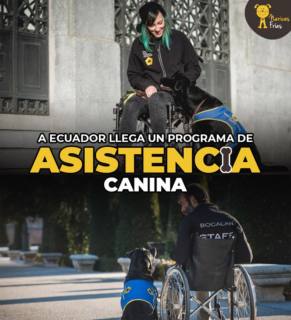 Tras el éxito de las terapias de asistencia animal en varios países, la fundación Bocalán volteó su mirada al Ecuador. ¿Cómo trabaja esta organización? » bit.ly/asistCan