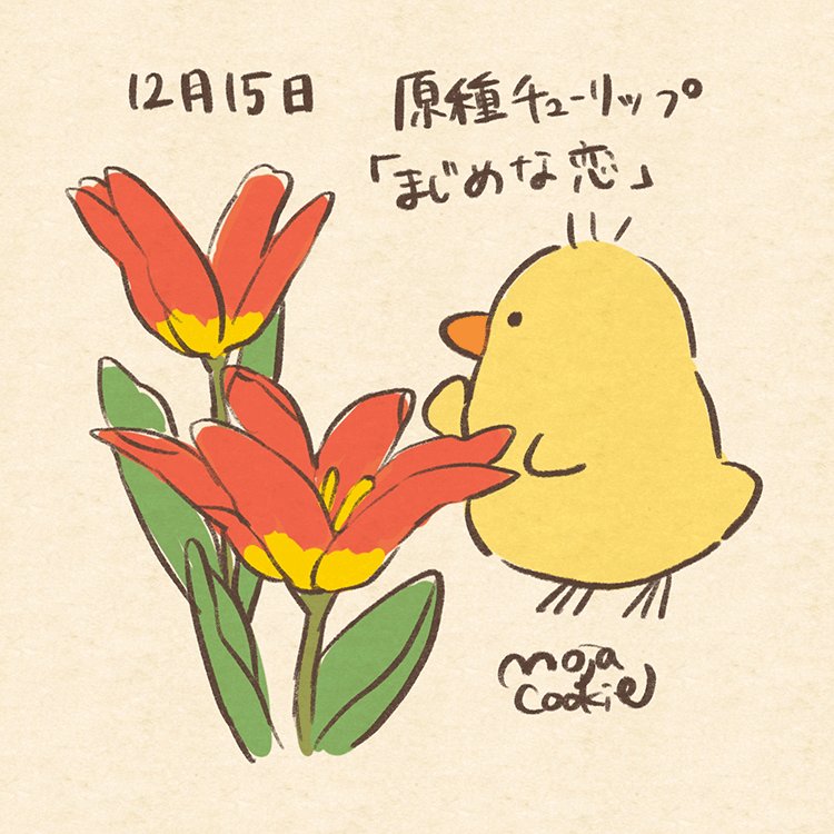 もじゃクッキー 12月15日 16日 17日 18日がお誕生日の皆さん おめでとうございました 誕生花はそれぞれ 原種チューリップ クリスマスホーリー 西洋ヒイラギ センリョウ 千両 コチョウラン などでした 誕生花とどうぶつさん T もじゃクッキー 12月15日 16日 17日 18日がお誕生日の皆さん おめでとうございました 誕生花はそれぞれ 原種チューリップ クリスマスホーリー 西洋ヒイラギ センリョウ 千両 コチョウラン などでした 誕生花とどうぶつさん T