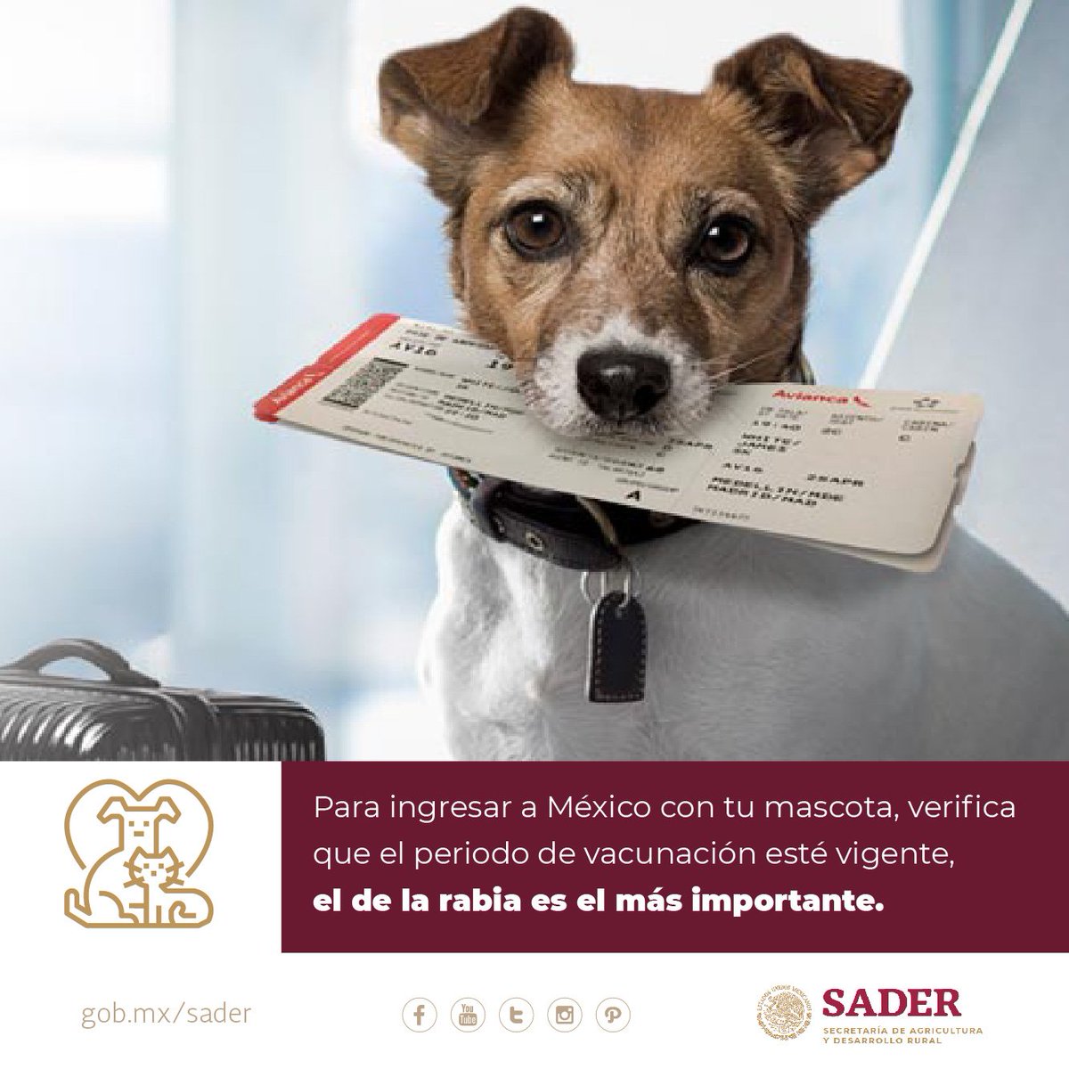 Sí tu perro o gato en estas vacaciones viaja contigo, échale un ojo a los requisitos que <a href="/SENASICA/">Senasica</a> tiene para ti.