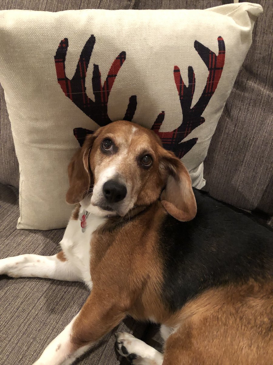 rjmaricelli's tweet photo. TFW your dreams of hanging out with the cool kid at Christmas finally come true #SquadGoals #ReindeerGames #heyringo #heyrudolph #dogsoftwitter #dogsofinstagram https://t.co/6gOv73rnmt