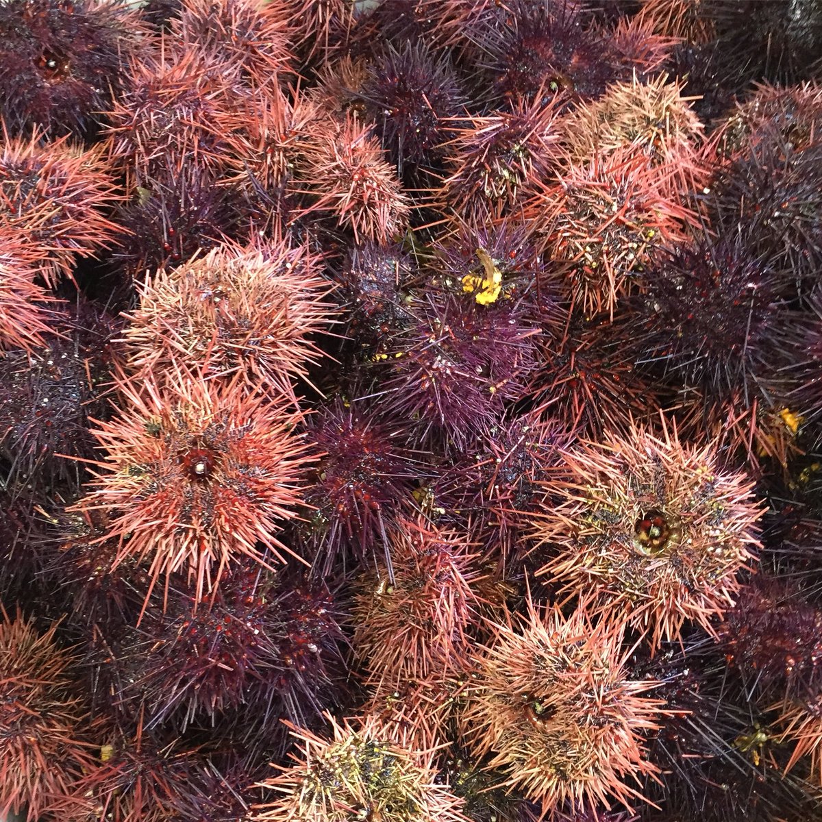 Live red sea urchin from the waters of the Pacific Ocean 🌊 We export urchin, uni trays, wild &amp; farmed geoduck, and Dungeness crab. #redseaurchin #liveseafood #liveurchin #uni #neptuneseafood
