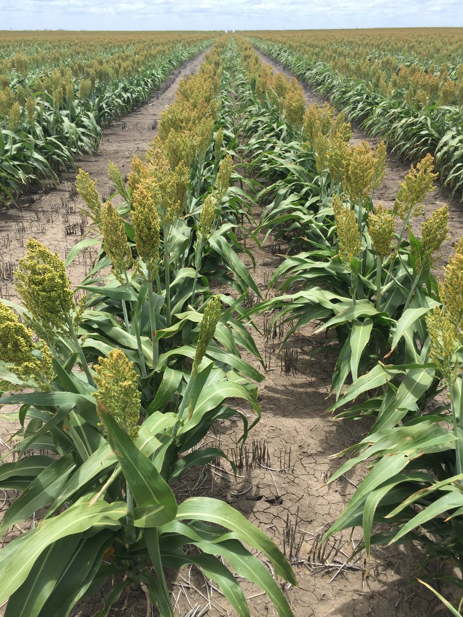 Sorghum on the Western Downs is starting to colour up and rain over the weekend will ensure the tillers get filled. This fields yield est. 2.8mt/ha.