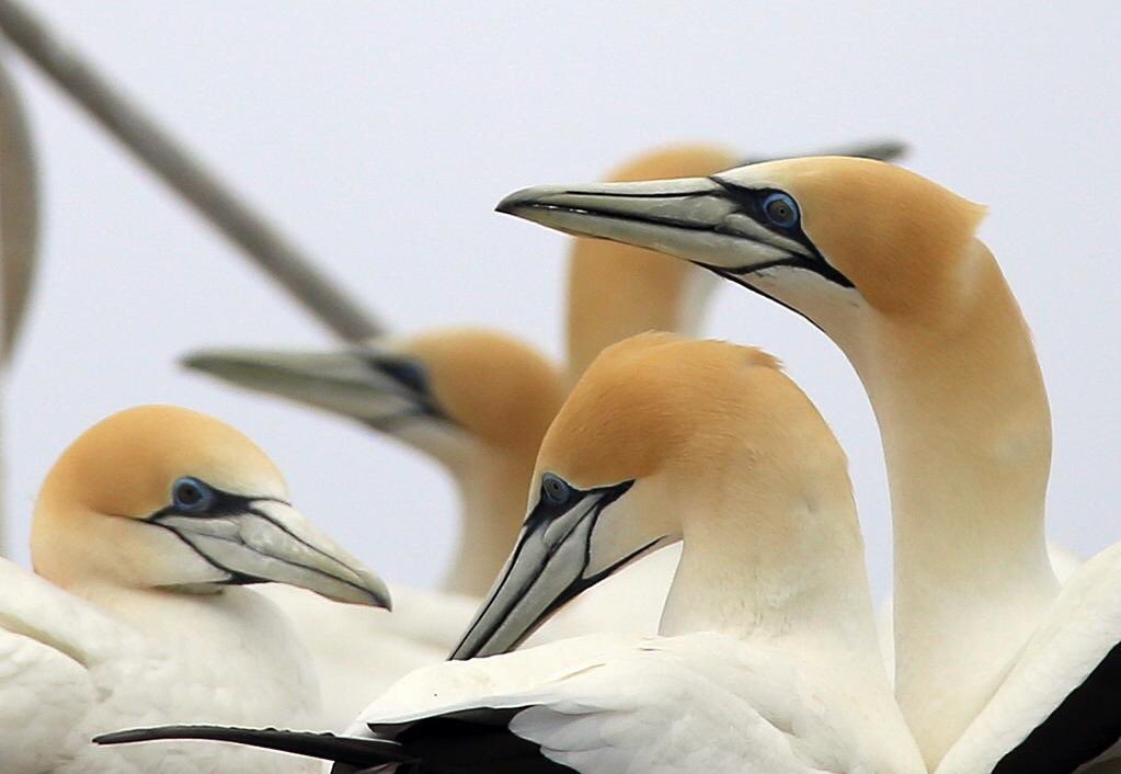 Yay, we are finally on Twitter! Come share the love of wildlife and join the conversation about how we use science to improve the conservation and management of biodiversity. #firsttweet