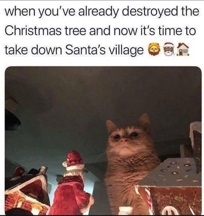 MicrocynAH's tweet photo. #Cats #CatsofTwitter https://t.co/31mZQMlCJS