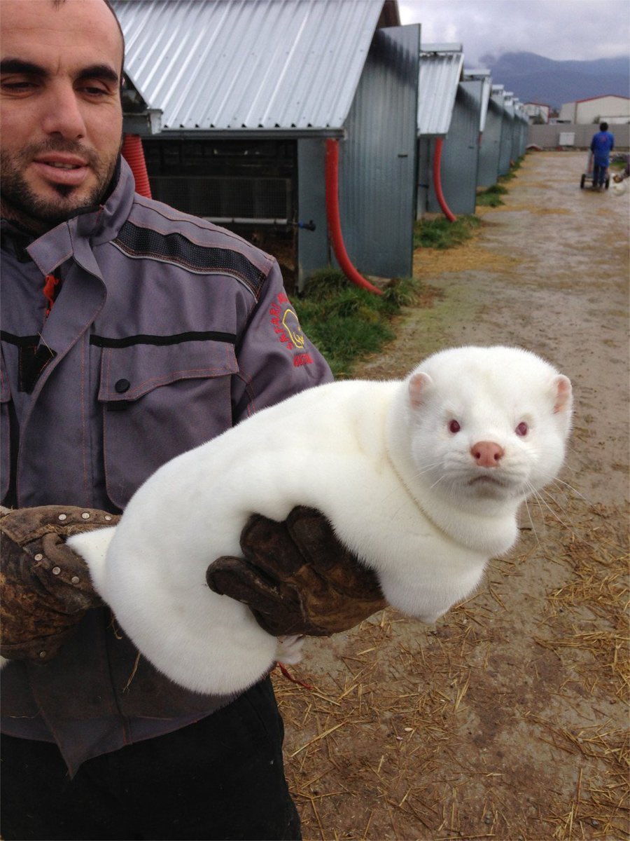 I think about this fat mink a lot
