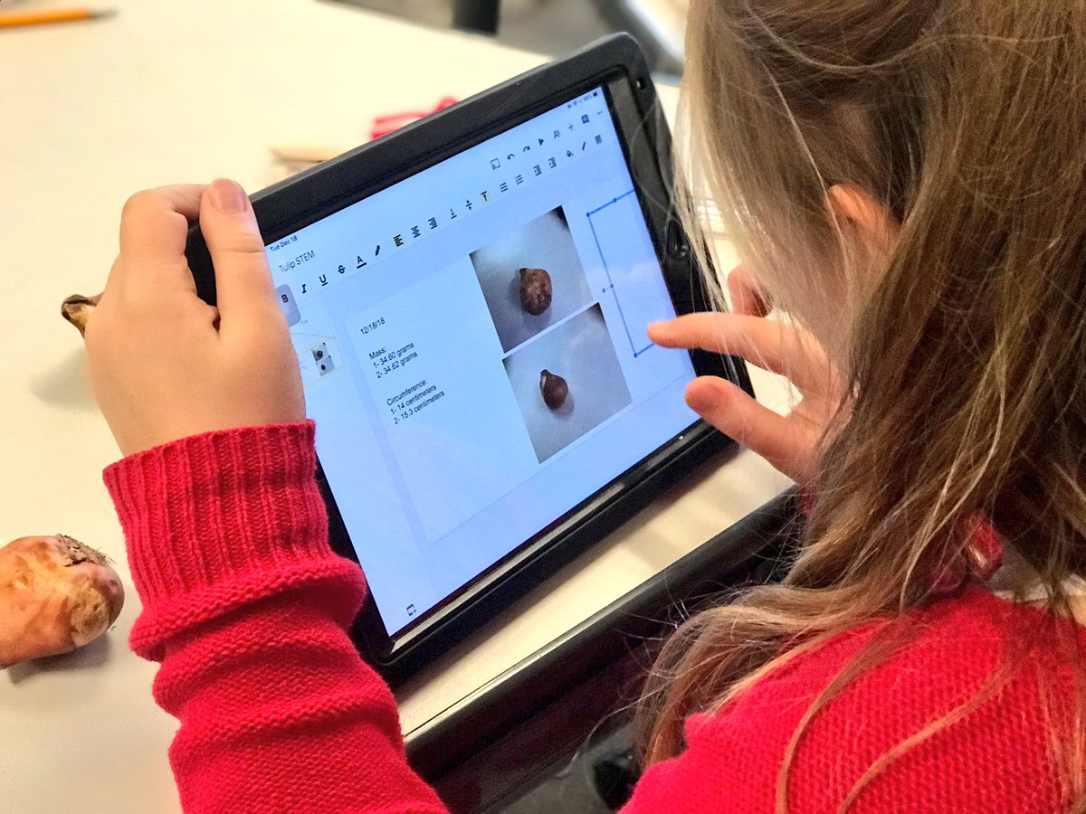 PatrickHazelton's tweet photo. 6th grade students began a presentation to showcase a tulips growth journey, determined the mass, measured the circumference, &amp; planted tulip bulbs. Now we will wait until spring to collect data as they begin to grow @journeynorthED @WCS_Lincoln #WCSmission #wcsSTEM https://t.co/ciPnKf7tNG