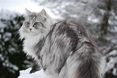 candleflame3's tweet photo. @karlene1968 @AMAZlNGNATURE No, it's probably a Siberian or Norwegian forest cat. They have fluffy tails. https://t.co/idvO9mKzgb
