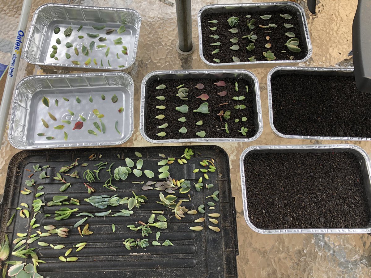 Starting to feel a tad insane, but when my sunrooms filled with these babies it’s gonna be sick 😎🌱 #succulents #propagation #waterpropagation