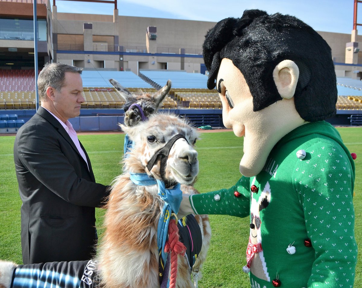 lvlightsfc_es's tweet photo. ¡Por fin! Esta tarde @EricWynalda conoció a las llamas de @Zappos Dotty y Dolly. #VivaLights https://t.co/oW5x94IoPe