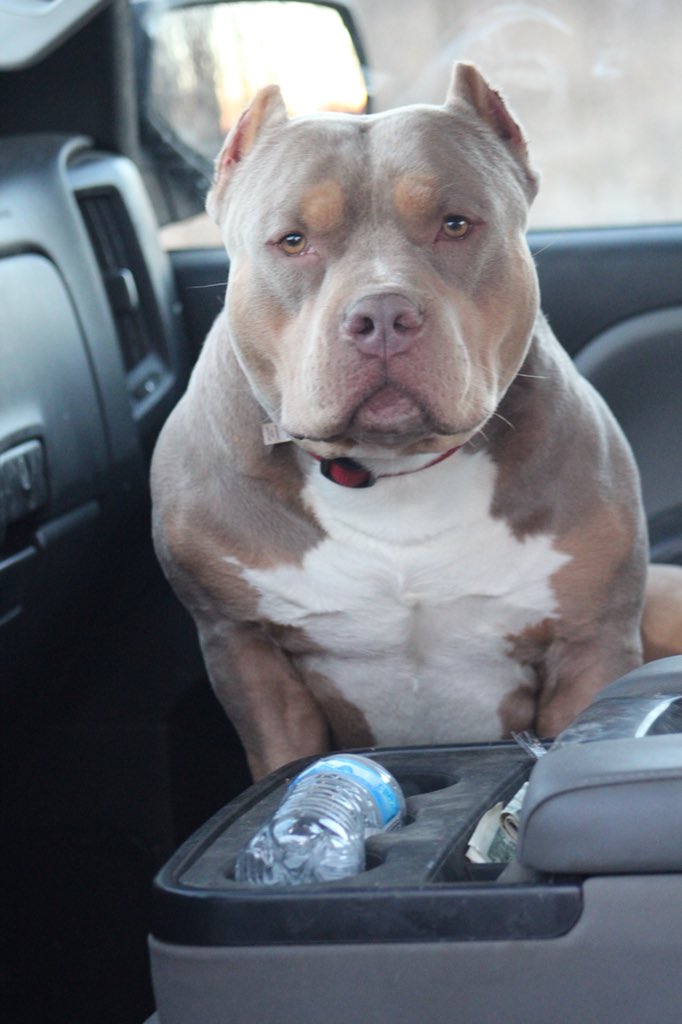 JoshButler66's tweet photo. #2 conformation American Bully in the world Via UNITED KENNEL CLUB 
MULTI BIS WINNER GrCh AXEL  #americanbully #doglovers #bullylove #dogsoftwitter https://t.co/ayEQ1ZW73N