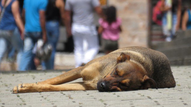 Radio_Formula's tweet photo. Legalizan matar perros callejeros que ‘impidan el libre tránsito’

https://t.co/ZCFnCJ8aIr https://t.co/oRT1PqwYe8