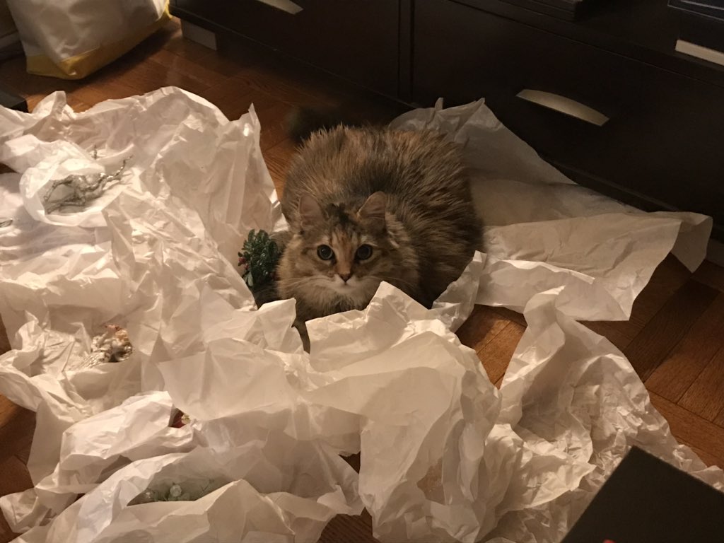 SueDunn1964's tweet image. This is the type of help I get!  #happykitty #pickingherfav #nothelpful she tried to grab one and run off with it!  Too freakin cute! #lovinthepaper