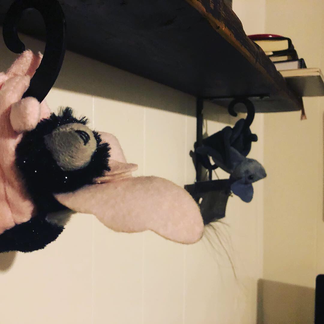 BatBossAtTheHop's tweet photo. @BatConIntl adopt-a-bats came in! Thanks for a great Christmas gift idea and raising awareness and research funds for these amazing creatures. #spottedbat #mexicanfreetailedbat https://t.co/bUXfPXh5wt
