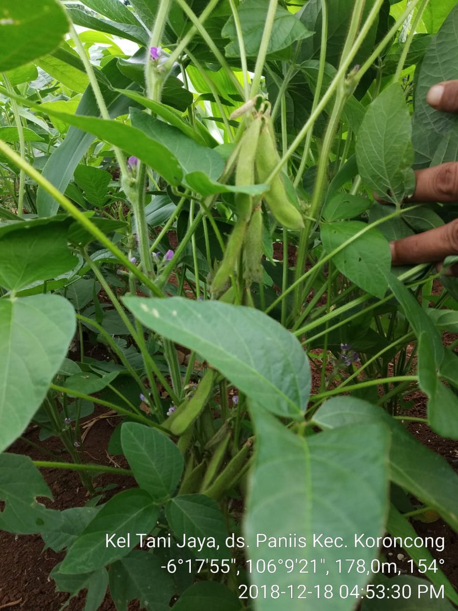 dpkppandeglang's tweet photo. Monitoring Evaluasi Tumpangsari Jagung><Kedelai milik Kelompok Tani "Tani Jaya", Kepala Seksi Serealia, Bidang Tanaman Pangan @IpingSaripin di Desa Paniis, Kecamatan Koroncong, umur tanaman 45 HST.  
#latepost #yesterday #upsuspajale #tumpangsari #pajale #padi #jagung #kedelai https://t.co/JIkc4DiyIu
