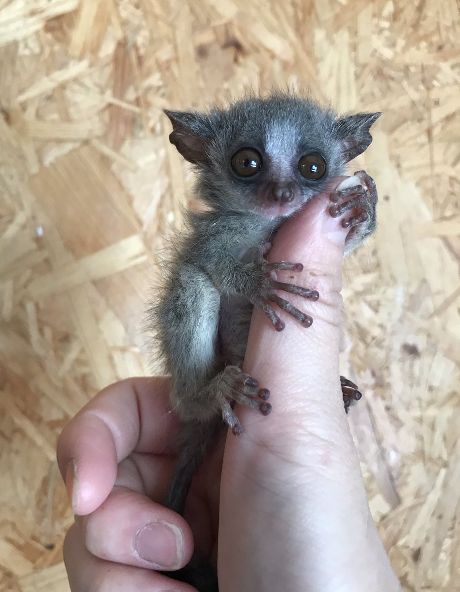 ミーアのしっぽ Hello Baby ガラゴベビーちゃん可愛すぎる ショウガラゴ ブッシュベビー さる 猿 サル Monkey ミーアのしっぽ