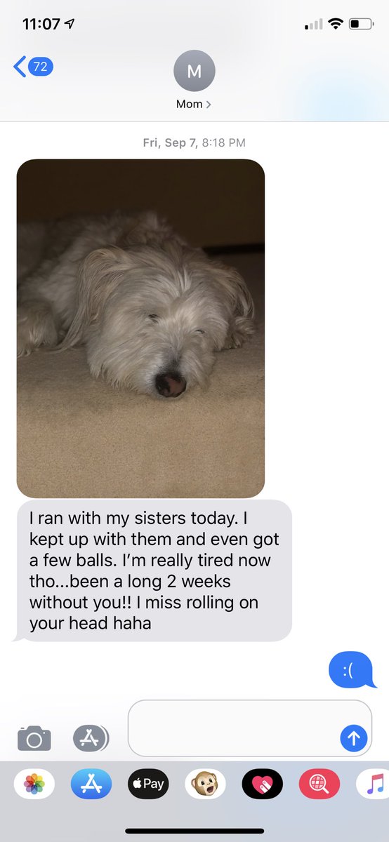 Brennantamayo's tweet photo. My dog likes to take my moms phone and text me whenever he can https://t.co/j8XOCCVmop