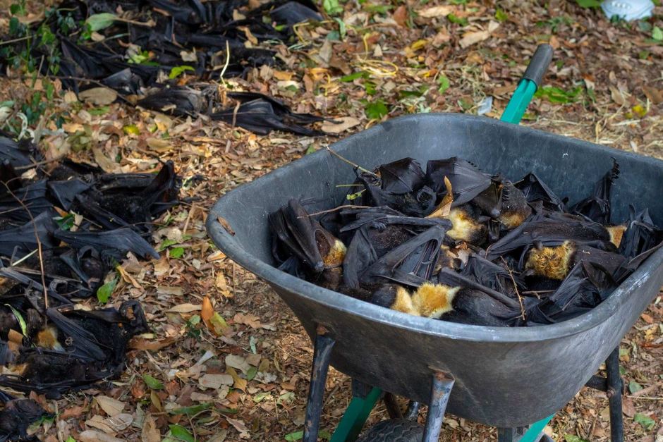 A single heatwave wipes out about one third of all Spectacled Flying-foxes in Australia!  abc.net.au/news/2018-12-1… via @ABCNews

Let's not forget the immense public service that wildlife volunteers provide during these worryingly common events. 

DONATE: gofundme.com/5xlfprs?fbclid…
