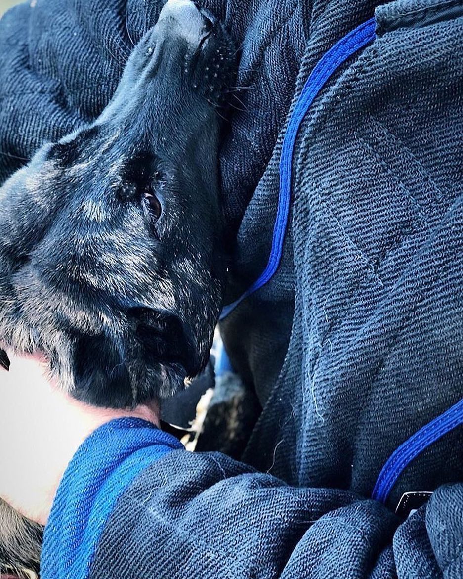 Ravi getting some work in! 🔥🔥 📸 credit <a href="/k9nero/">Melissa Muehlbauer</a>