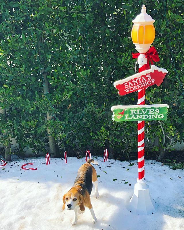 I found ❄️ in sunny Weho today! ☀️⛄️ #socal #snow #christmasmiracle ift.tt/2A6fIm1