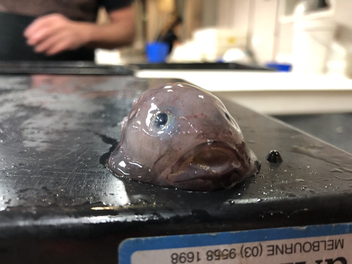 CSIRO on Twitter: "Meet baby #blobfish! One of the amazing animals