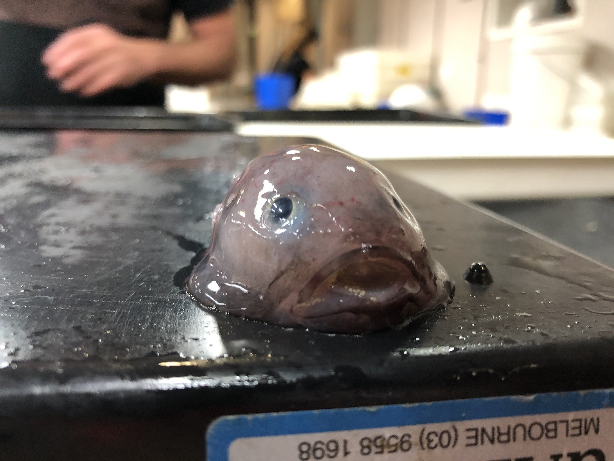 Free: Blobfish Animal Deep sea creature Deep sea fish - blobfish