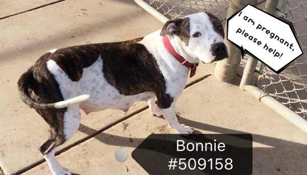 Adoptable #Dog #Bonnie_STSLCA_18 Pregnant mama, urgent! Very shy and sweet. Needs a safe place to have her babies.  getpet.info/Bonnie_STSLCA_…