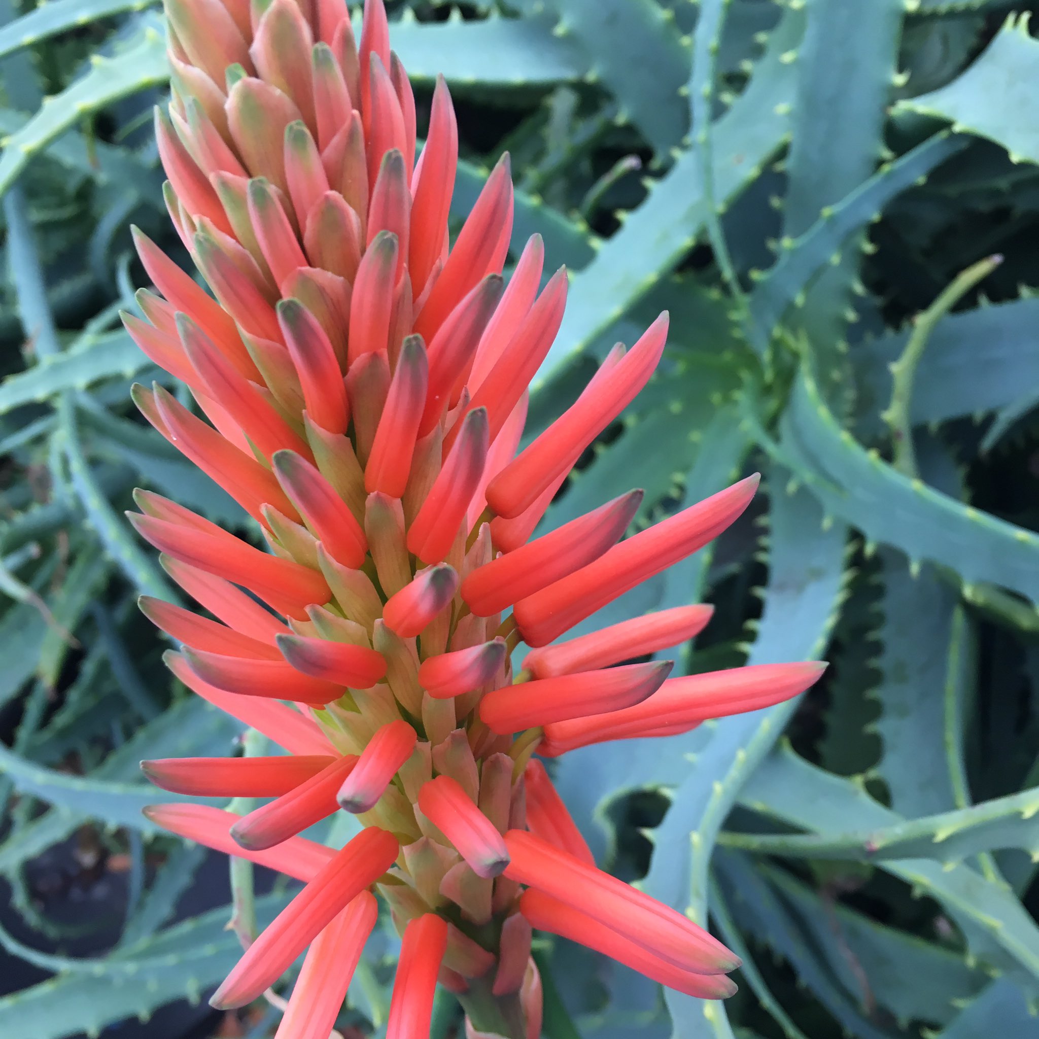 池ポチャ野郎 Di Twitter 薬用になる植物の花 アロエ 医者いらず 木立アロエ 花 フラワー 多肉植物 肉厚の葉 薬用の 植物 健康 万能 迷信 T Co Oiwalhraxx Twitter