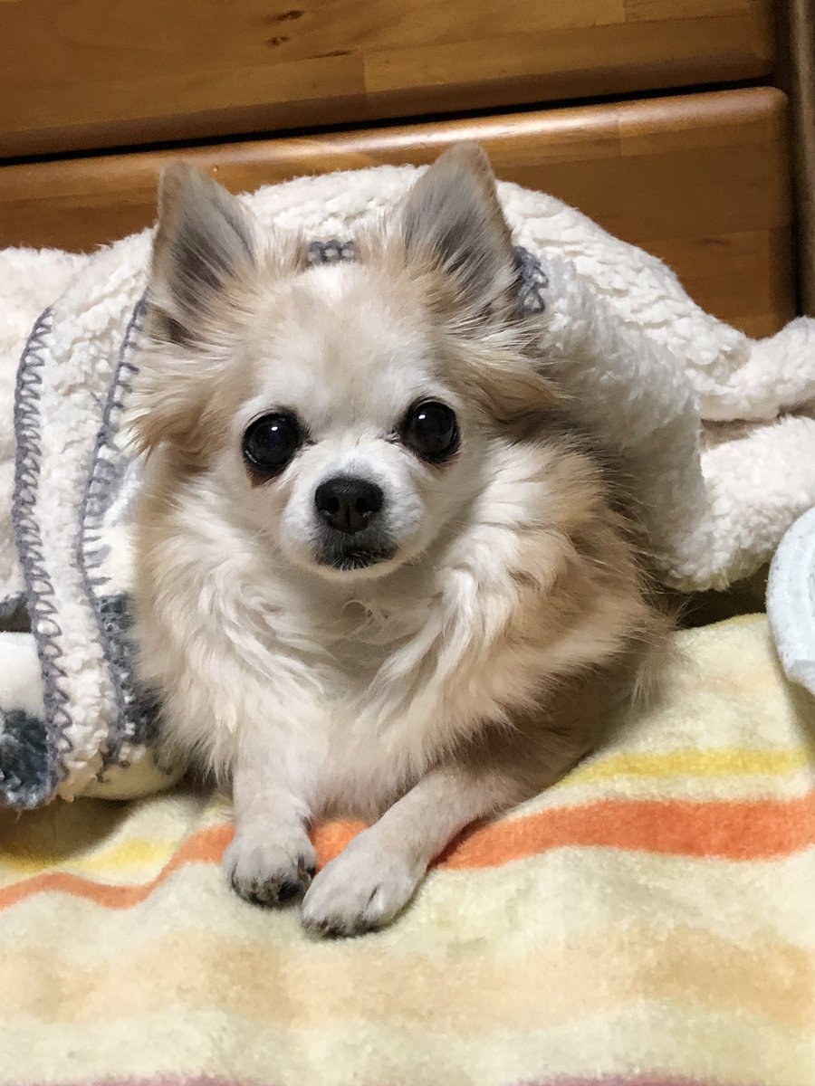 バニ母 しっぽこむ よく見てて 鼻水が飛び出るよ 笑い者にしてごめん 何しても可愛い 愛犬 犬とドライブ 犬と暮らす チワワ おもしろ動画 バニ母 しっぽこむ よく見てて 鼻水が飛び出るよ 笑い者にしてごめん 何しても可愛い 愛犬 犬とドライブ 犬と暮らす チワワ おもしろ動画