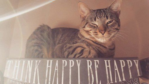 OurLovelyNature's tweet photo. Check out this winking King! @danadayrussell, your cat is too cute https://t.co/7GUEsA6jA3