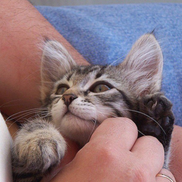 CatSurge tweet media