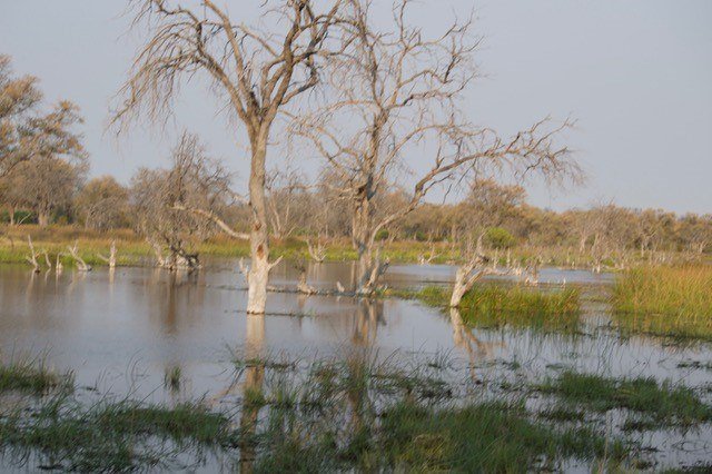 lelobusafaris's tweet photo. Start planning your Delta Adventure today, contact us at info@lelobusafaris.com

📷🐘 - Client - Heather Stephens

#Safari #travel #botswana #botswanasafari #adventure #love #camping #tentedsafari #delta #deltaadventure #wow #familyholiday #family #holidaygoals #lelobusafaris https://t.co/UV9nlZKS5m