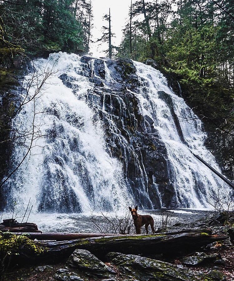 📍 Christie Falls, Ladysmith. On the plus side, waterfalls are especially gorgeous after the rain. Add a visit to Christie Falls to your Cowichan bucket list. #TravelTuesday 

📸: photovanislecoast // Instagram 
#ExploreCowichan