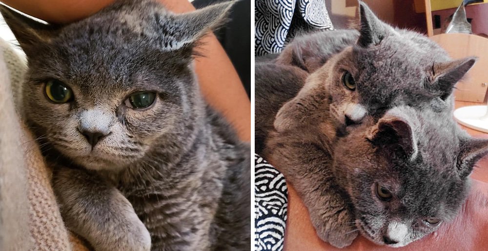 Kittens with special needs found huddled up together outside won't leave each other. See full story: lovemeow.com/kittens-specia…