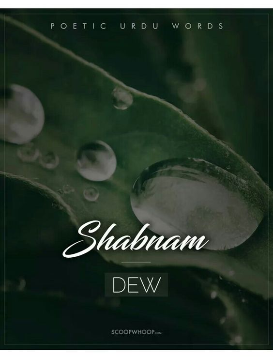 #WordOfTheDay #KnowTheMeaning
SHABNAM ~ DEW
#Beautiful #Awesome #Urdu #Language #Words #DecemberDiaries  #ShaktiEnterprise