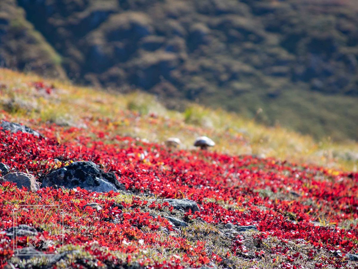 FentonPhoto's tweet photo. Memorial Day memories. The flora on the tundra near the top of Wolverine Peak outside of Anchorage. #tundra #flora #red #ground_level #alaska #hiking #wolverine_trail @visitanchorage https://t.co/mi4i491Q4j