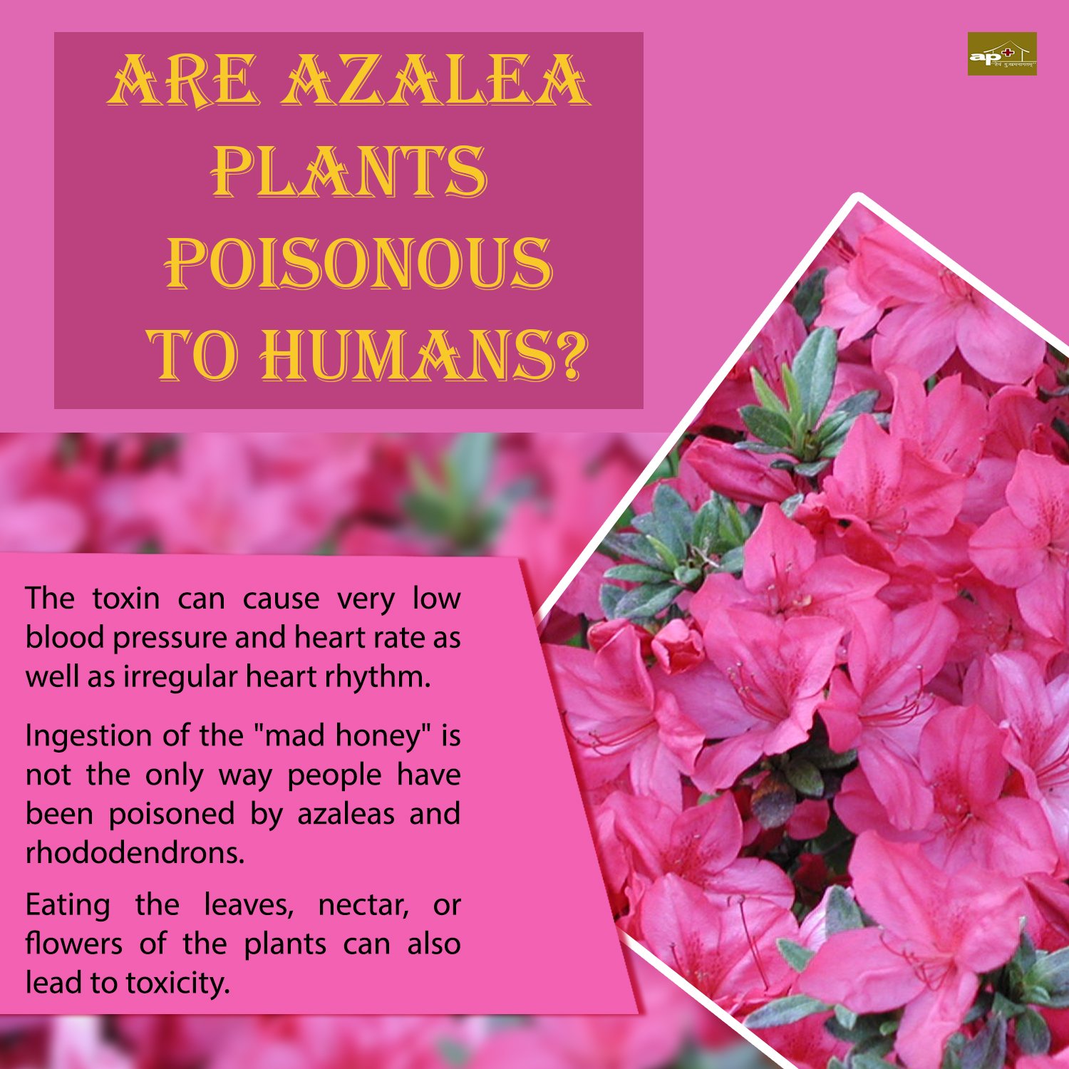 Dr Aarti Parimal On Twitter Are Azalea Plants Poisonous To Humans Https T Co Chw1498mvn Azalea Azaleaplants Poisonous Human Ayurvedacharya Ayurvedictips Apclinic Apclinicvadodara Https T Co Itkrtqwzgz
