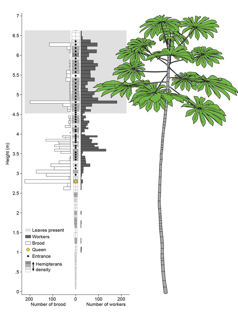 Published today! Ant-pant sociometry details the intimately intertwined biology of the symbiosis. Plant traits correlate with the colony growth, how ants are distributed in the tree, and the size of the workers, but are independent of colony personality. rdcu.be/bdRCT