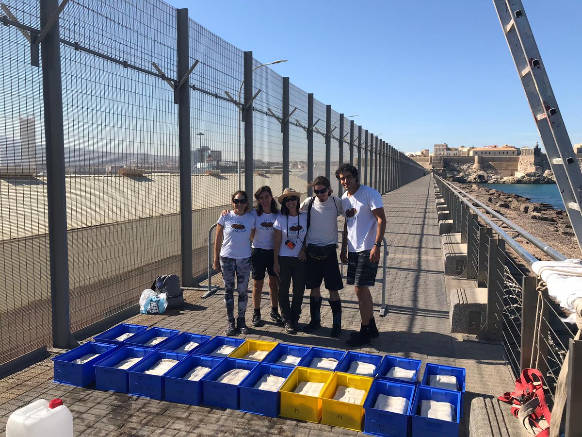 ACCIONA's tweet photo. Completamos el primer traslado piloto de ejemplares de la especie Patella ferruginea, dentro del proyecto @liferemopaf https://t.co/yEWm8C0fVe #REMoPaF @LIFEprogramme https://t.co/wJ4SnUCi2Z