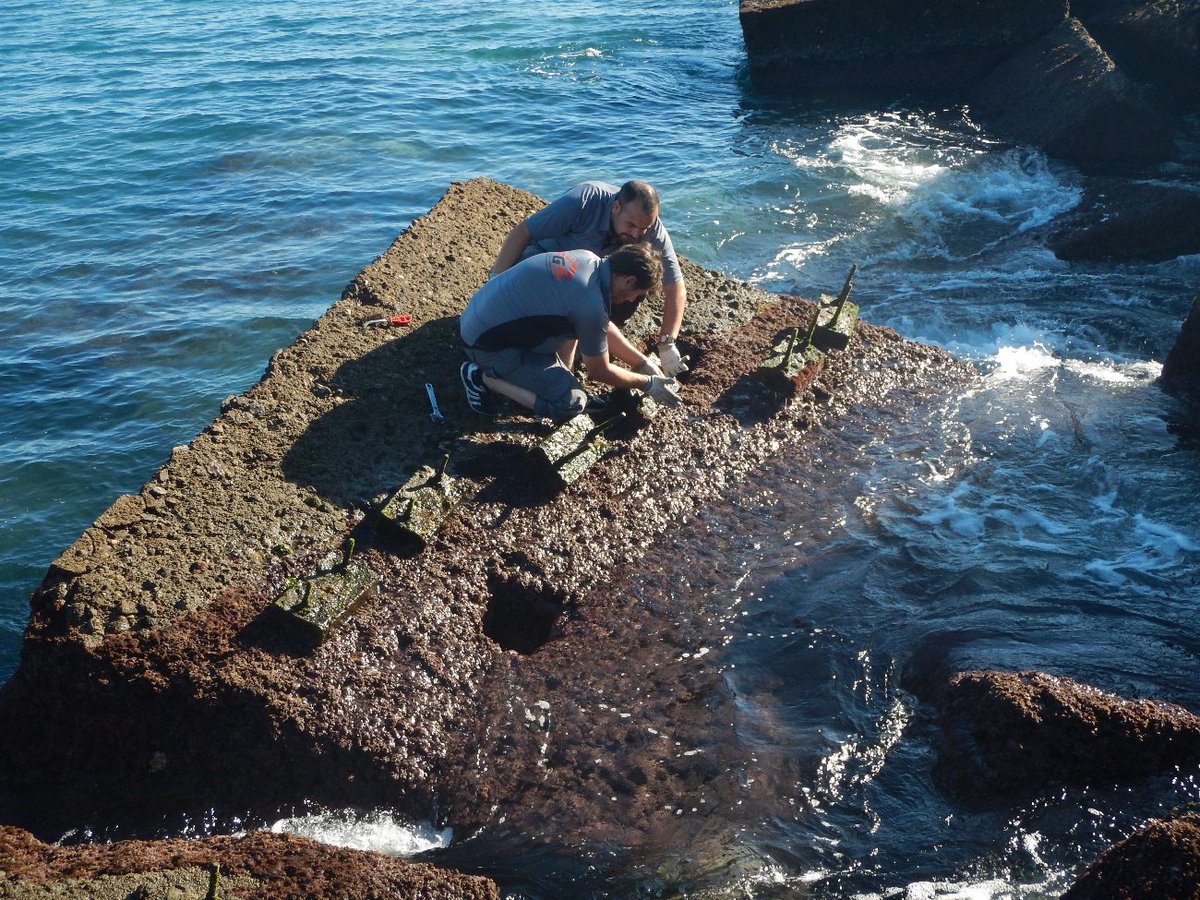 ACCIONA_EN's tweet photo. We have completed the first trial relocation of specimens of the Patella ferruginea species as part of the #REMoPaF project: https://t.co/srdJ6IQFck @liferemopaf @LIFEprogramme https://t.co/e6aWuQjtAq