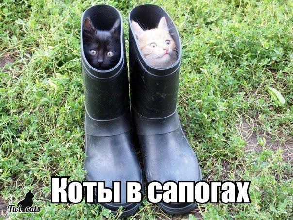 Котэ (@twi_cats) on Twitter photo 
