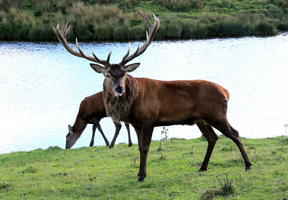 Santa and his reindeer will be coming to visit soon, but you could take the kids to see some deer in real life! Snettisham Park is a 329-acre working farm with a spectacular 45-minute deer safari.

snettishampark.co.uk
