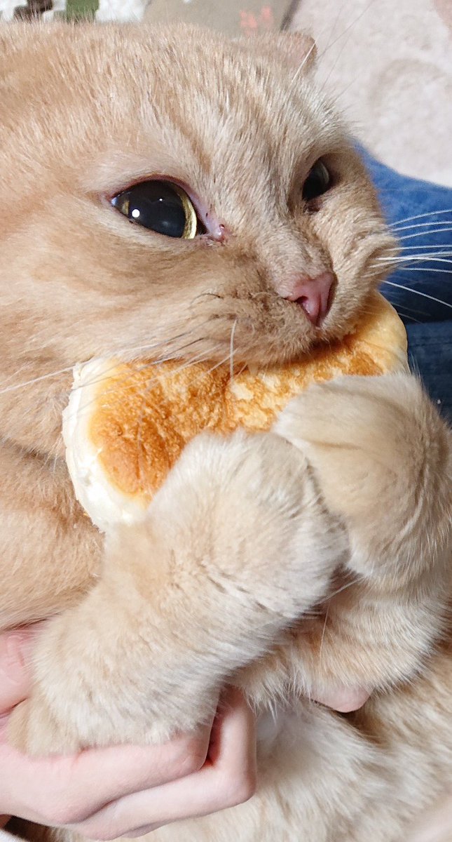 パンを盗まれてしまった 犯人の猫さんは離す気ゼロで超絶必死な表情が全力で和む 意志が強いｗ Togetter