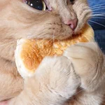 こんなかぶりつく!?そんなにパンが食べたかったのか。