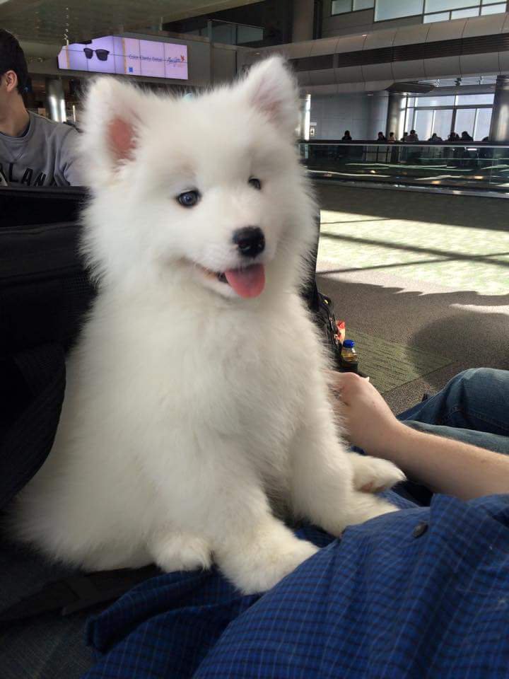 AmazingPups's tweet photo. "Our new little girl looks like a cartoon" https://t.co/lXXtgv5z1I