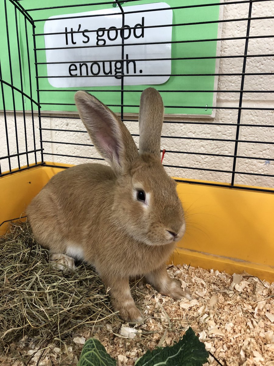 CarrHillScience's tweet photo. Today we have a visitor in SC10. Meet George!!! 🐇 https://t.co/TC2DXPoiYj