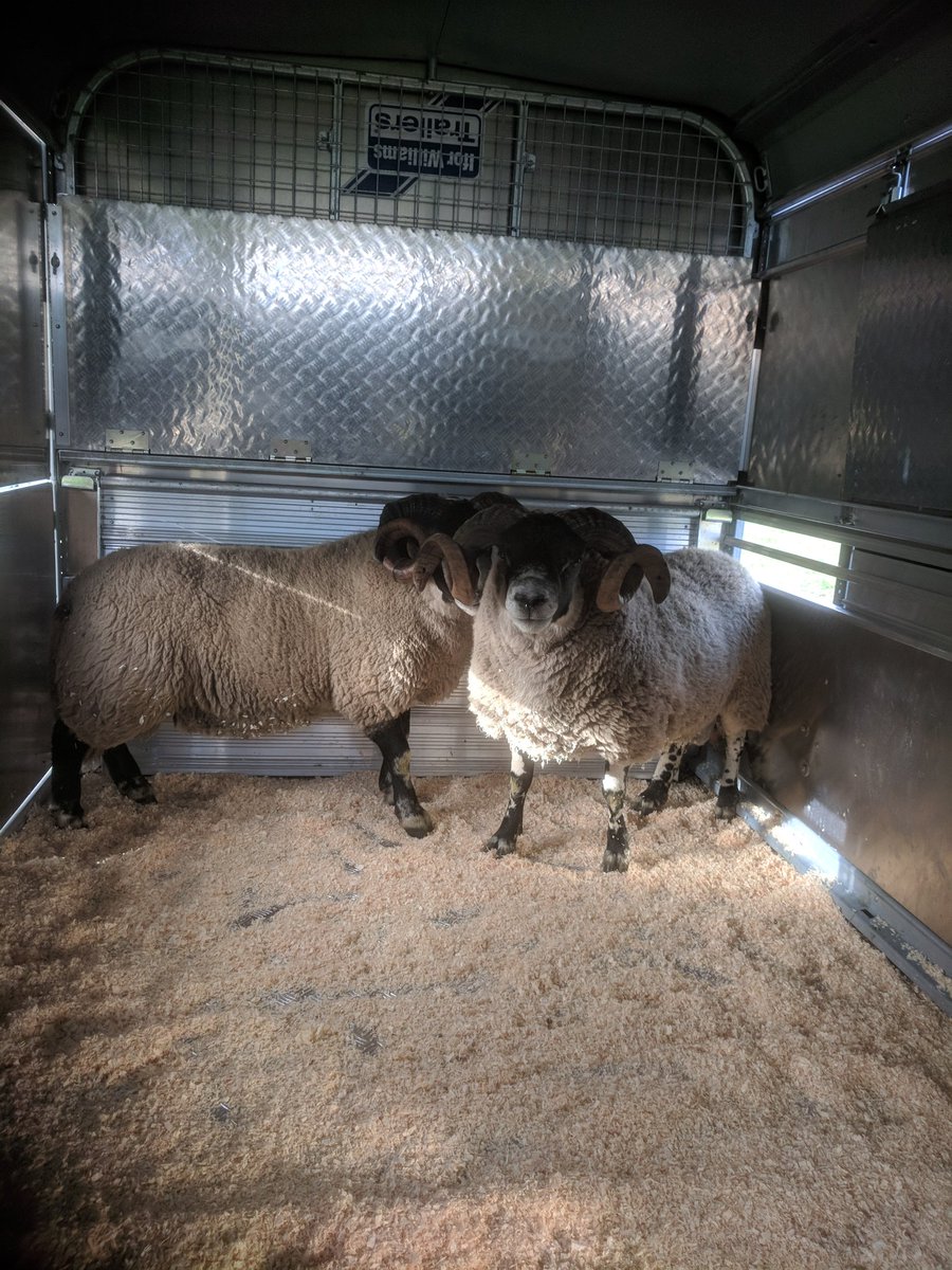 Will be nice to see the offspring out of these two boys