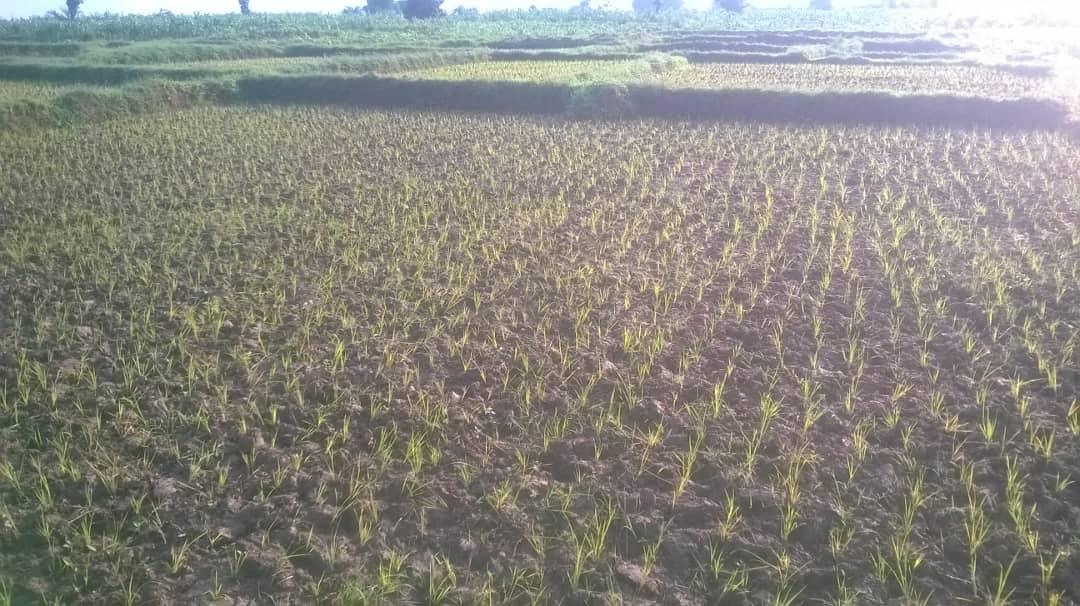 AJDDIBURUNDI2's tweet photo. @UNYouthEnvoy @unhabitatyouth #Burundiyouth need support in consolidating peace and empowerment through income generating projects.@ChrisEvans @JeanVyamungu @EIB @AgnesNdirubusa @BiancaKerebuka @AShingiro @amnestyusa https://t.co/lxup99E6Ga