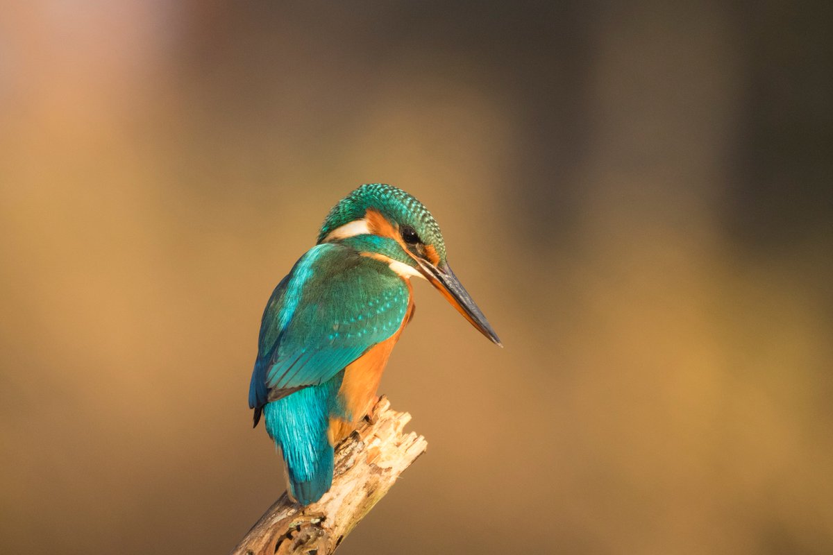 JogchumV's tweet image. Voor wie zou vinden dat hier te weinig vogels en dieren langskomen (en/of te veel slaapverwekkende juridische analyses en/of te veel dad jokes): mijn Instagram staat te uwer beschikking… ⬇️ 
instagram.com/jogchumvrielin…
