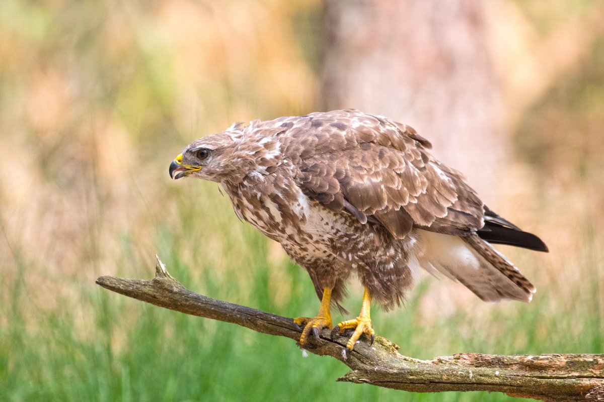 JogchumV's tweet image. Voor wie zou vinden dat hier te weinig vogels en dieren langskomen (en/of te veel slaapverwekkende juridische analyses en/of te veel dad jokes): mijn Instagram staat te uwer beschikking… ⬇️ 
instagram.com/jogchumvrielin…